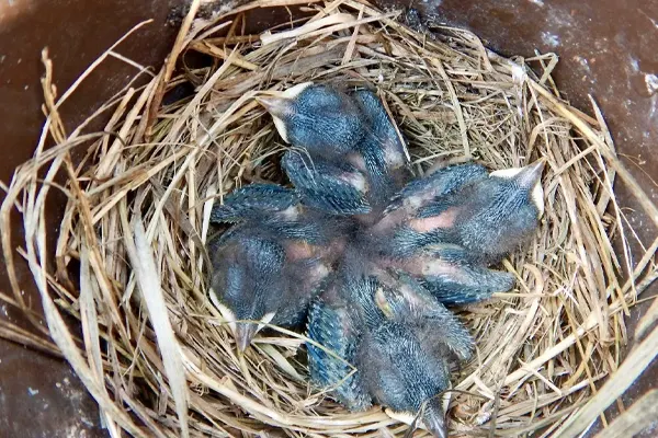 Asian Fairy-Bluebird chicks huddled together in a nest