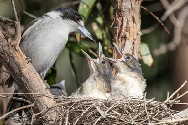 Grey Butcherbird feeding young in nest