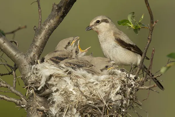 Northern Shrike bird feeding its young in a nest