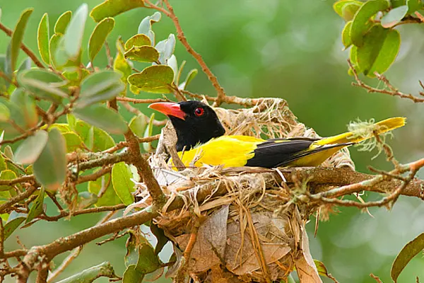 Black-Hooded Oriole perched on a nest