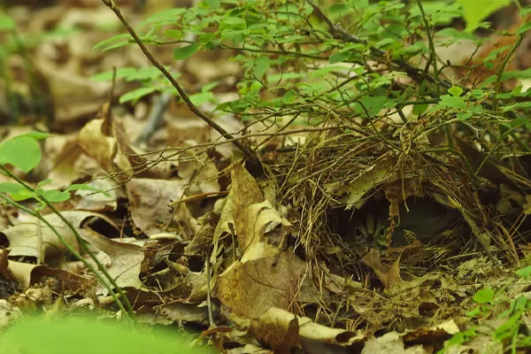 Worm-eating Warbler bird’s nest camouflaged among fallen leaves and green plants