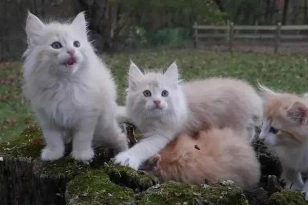 Three Norwegian Forest kittens sitting on a mossy stump in a natural setting