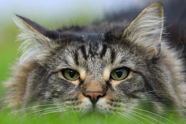 Close-up of a Norwegian Forest Cat with green eyes and striped fur in an outdoor setting