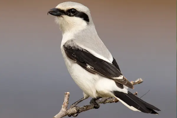 Northern Shrike bird perched on a branch