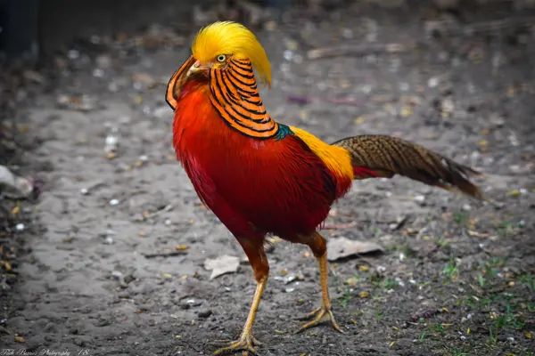 Golden Pheasant  Facts, Information and Habitat