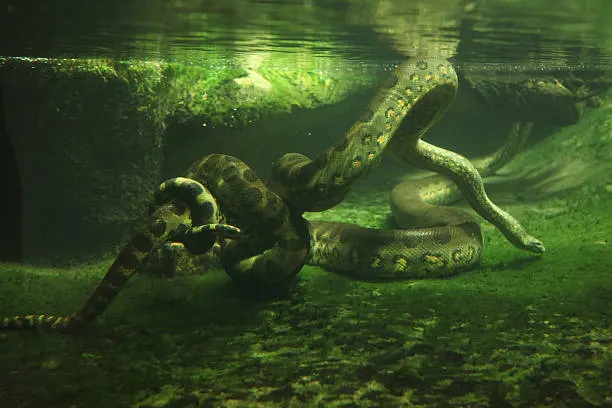 Anaconda resting in green underwater environment