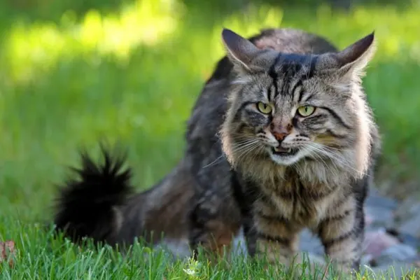 Norwegian Forest Cat walking on a vibrant green lawn