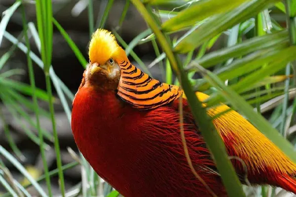 A close-up of a Golden Pheasant with its distinctive yellow crest and red body