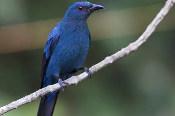 Radiant blue Asian Fairy-Bluebird perched on a rough-textured branch amidst foliage