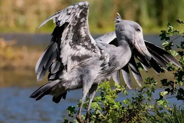 Shoebill bird with wings spread, standing on a branch near a body of water
