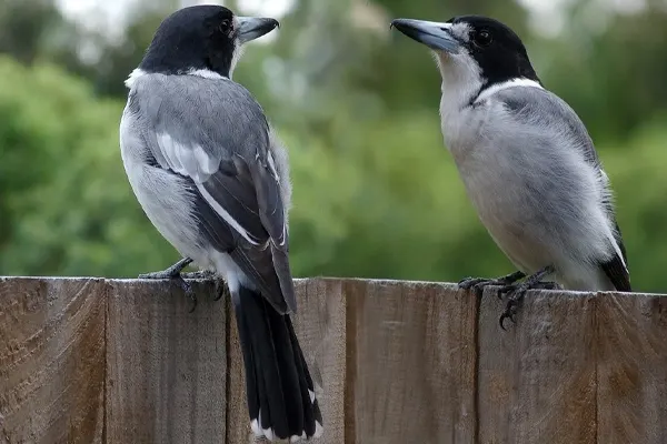 Two Grey Butcherbirds communicating on a weathered wooden fence