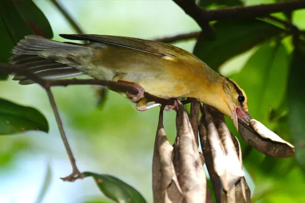 Worm-eating Warbler bird with a yellowish-brown body and lighter underparts, perched on a tree branch