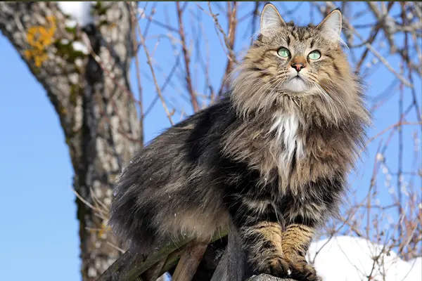 Norwegian Forest Cat with green eyes perched on a wooden structure, with a clear blue sky and tree in the background