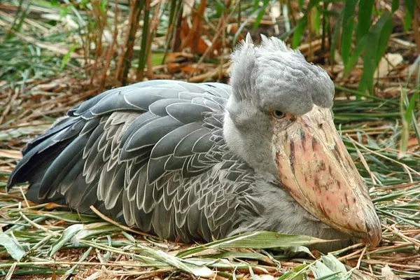 Shoebill bird resting on a bed of leaves and grass