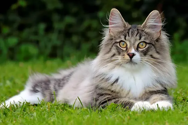 Norwegian Forest Cat with yellow eyes lying on a lush green lawn