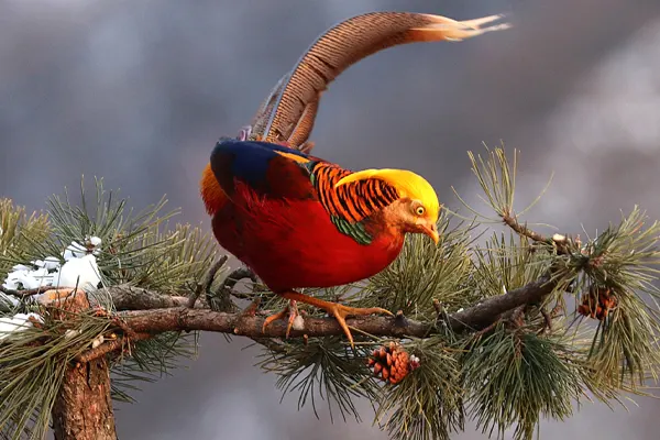 Golden Pheasant perched on a pine tree branch