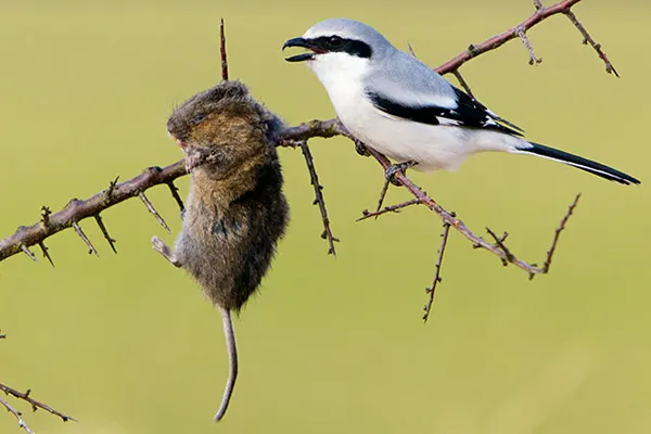 Northern Shrike bird perched on a thorny branch with an impaled mouse