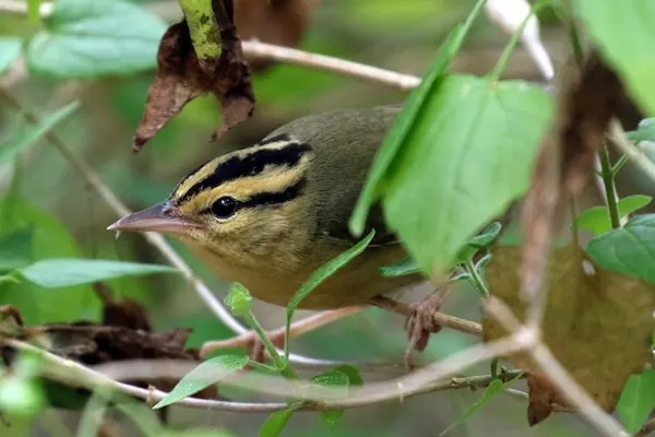 Worm-eating Warbler bird nestled among green leaves and branches in its natural habitat, showcasing its distinctive striped head and camouflage abilities