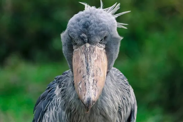Close up of a Shoebill bird with its distinctive bill and crest
