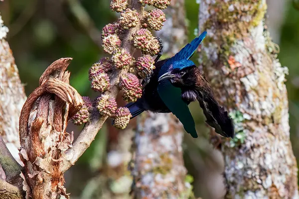 Greater Lophorina bird in motion, perched on a branch with budding flowers
