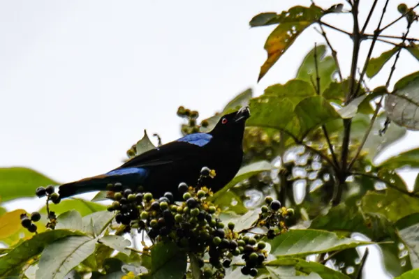 Vibrant Asian Fairy-Bluebird perched on a fruiting branch amidst lush foliage