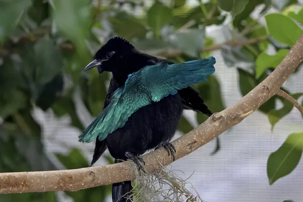 Greater Lophorina bird with glossy black and vibrant teal feathers, perched on a thin branch amidst green leaves
