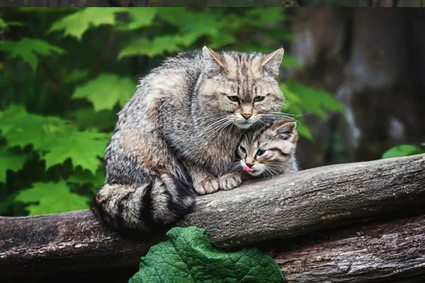 Norwegian Forest Cat and kitten on a tree branch in a lush green forest