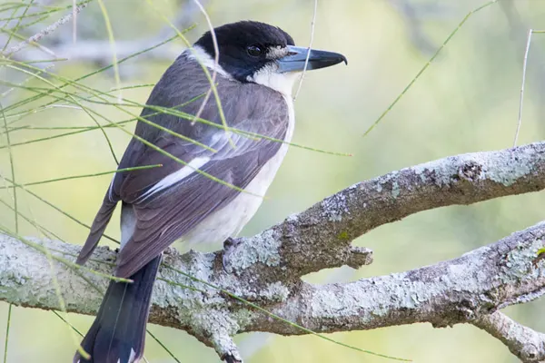 Grey Butcherbird perched on tree branch