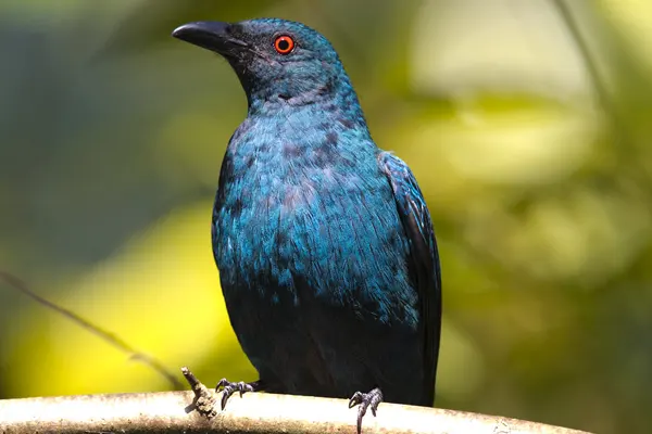 Iridescent Asian Fairy-Bluebird perched on a branch in a forested environment
