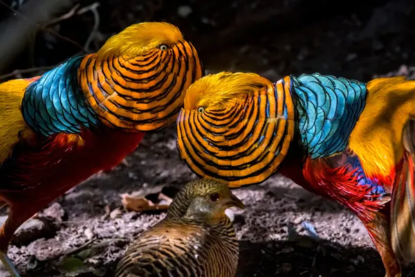 Two Golden Pheasants with colorful plumage facing each other with a third bird in the background