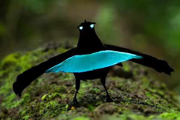 Greater Lophorina bird displaying its vibrant blue plumage and yellow eyes on a brown forest floor