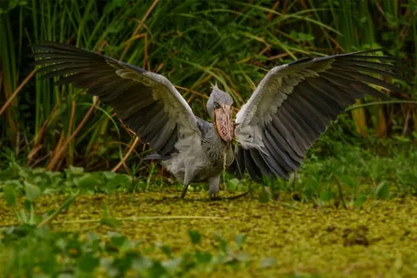 Shoebill bird with wings spread in a marshy area