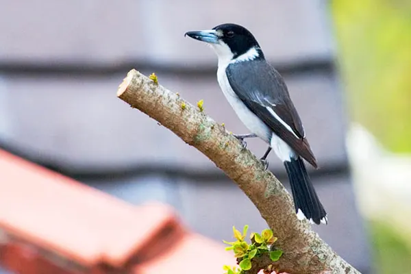 Grey Butcherbird perched on a tree branch against a blurred background