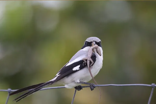 Northern Shrike holding lizard on wire fence