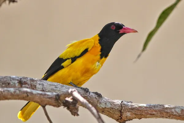 Black-Hooded Oriole on a branch