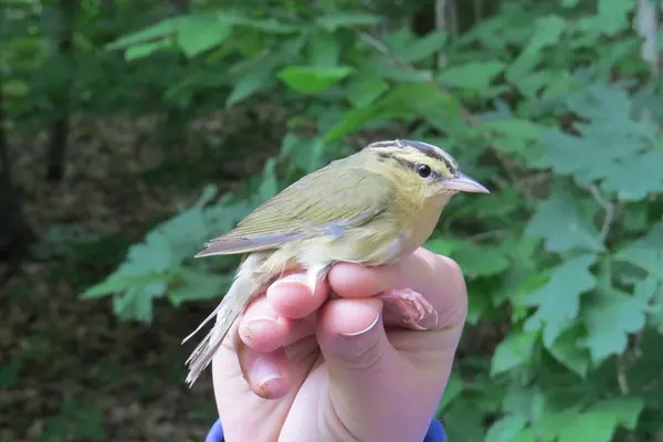 Worm-eating Warbler bird, characterized by its yellowish-green plumage, perched on a person’s hand against a backdrop of green foliage