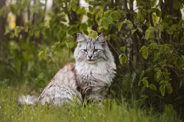 Norwegian Forest Cat sitting gracefully amidst greenery