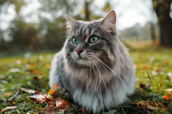 Norwegian Forest Cat with green eyes and grey fur, sitting on a grassy field scattered with fallen leaves