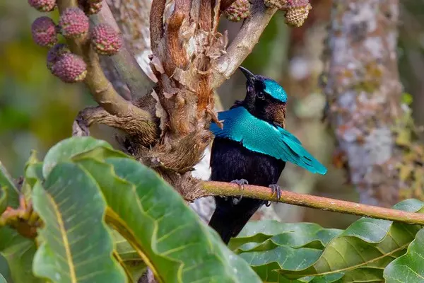 Greater Lophorina bird with glossy black feathers and an iridescent blue patch, perched on a branch in a dense forest