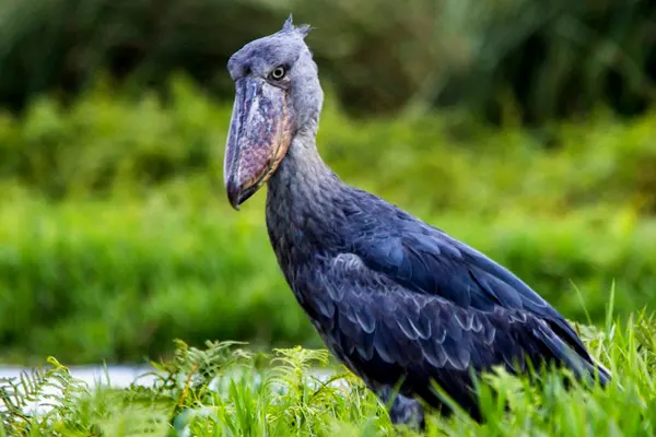 Shoebill bird standing in a grassy area with a blurred background