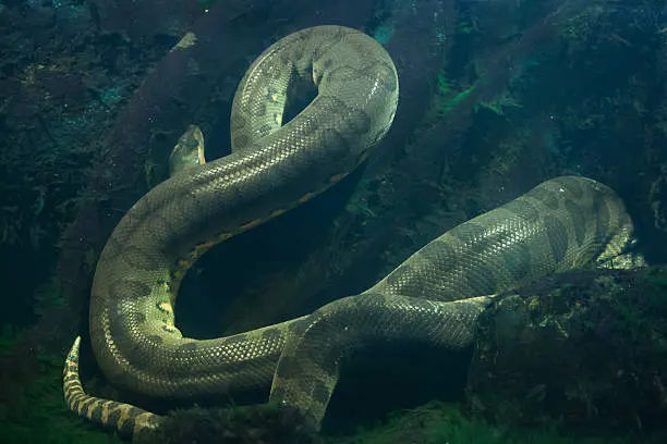 Anaconda coiled in dark green underwater environment