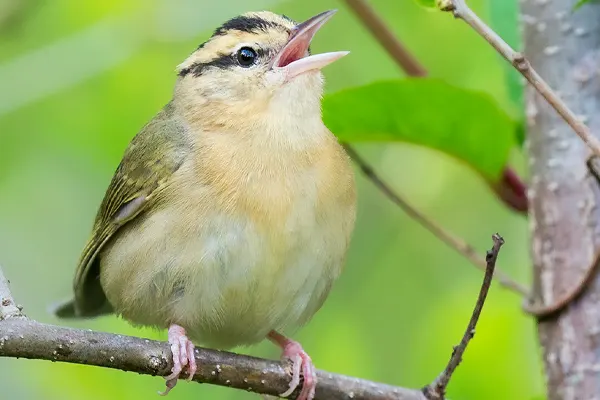 Worm-eating Warbler bird, characterized by its olive-green upperparts and light cream-colored underside, perched on a thin branch in a woodland habitat