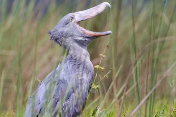 Shoebill bird with its beak open in a grassy field