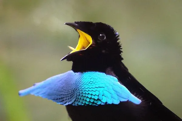 Greater Lophorina bird in mid-song with its beak wide open