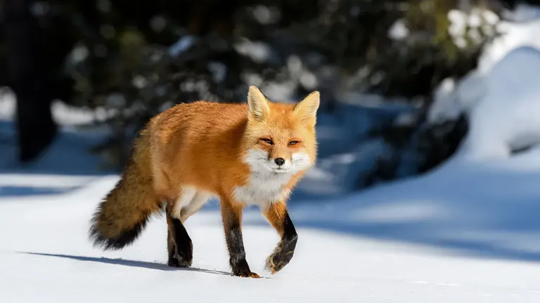 Red Fox