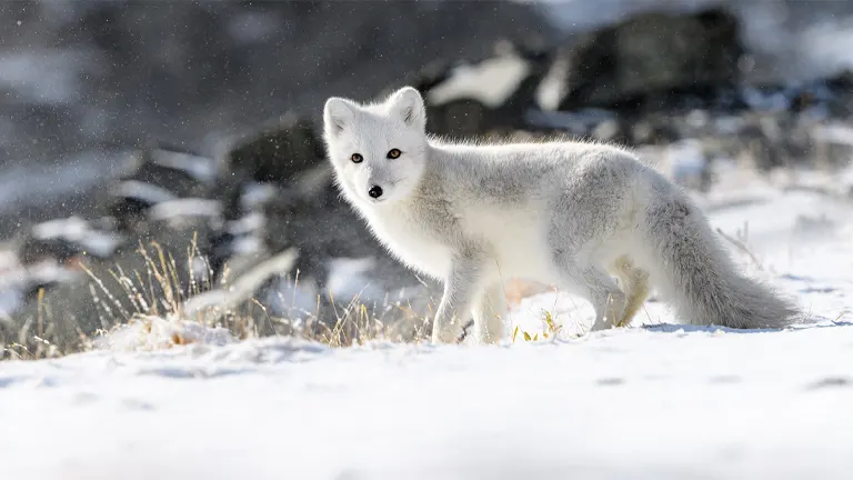 Arctic Fox