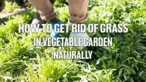 How to Get Rid of Grass in Vegetable Garden Naturally