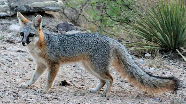 Grey Fox