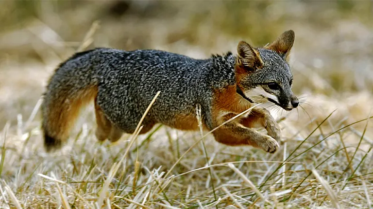 Island Fox