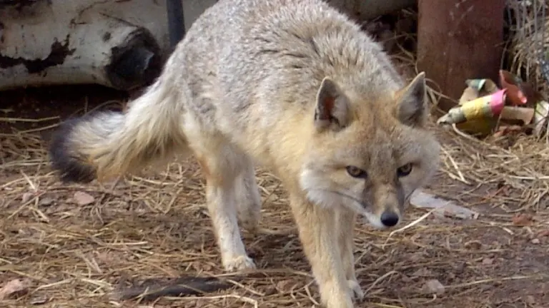 Swift Fox